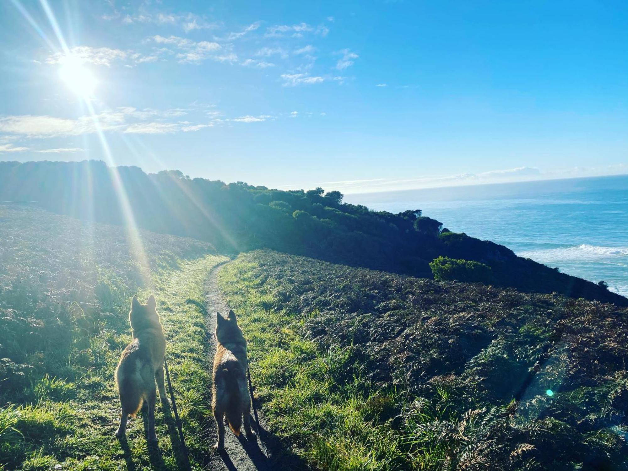 Great Ocean Road Wellness And Nature Stay Apollo Bay Exteriér fotografie
